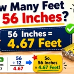 How Many Feet Is 56 Inches? Easy Conversion Guide