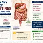 How Many Feet of Intestines Does a Human Have