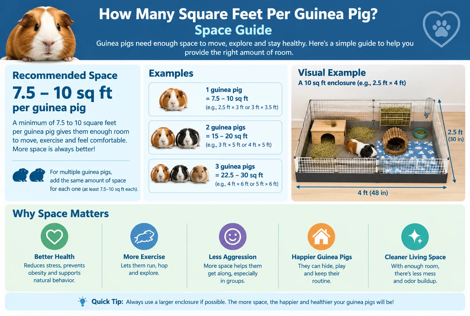 how many square feet per guinea pig